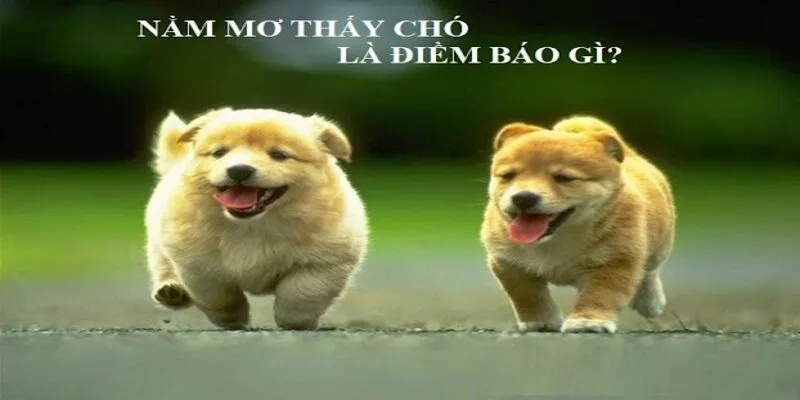 Mơ thấy chó vàng
